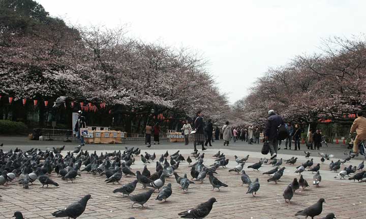 Ueno-Park